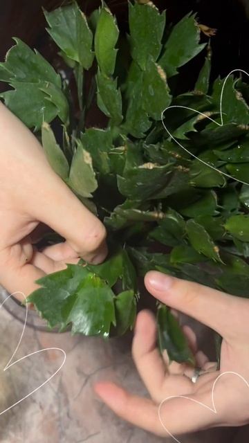 Как размножить декабрист?🌱🪷✨🫧 #декабрист#рождест смотреть онлайн