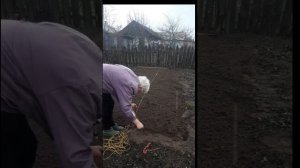 Как выращивать щавель из семян, когда сеять и как част?