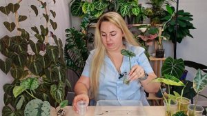 АЛОКАЗИИ-РЕАНИМАШКИ+сциндапсус😱Как нарастили корни