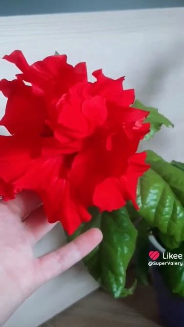 Великолепный гибискус красный махровый #гибискус #кит смотреть онлайн