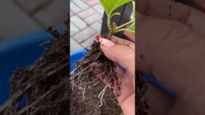 Летние черенки гортензии долго не укоренялись. Поняла