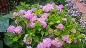 Гортензия Бесконечное лето Ориджинал и гортензия кру?