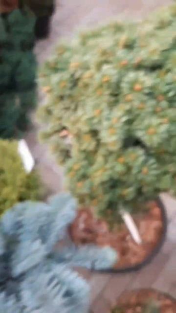 🌲На штамбе пихты | Telegram: https://t.me/love_is_hvoiny_dvorik смотреть онлайн