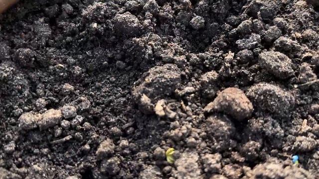 ✳ Заморозок минус 6, 5 , что с петунией и калибрахоа? смотреть онлайн