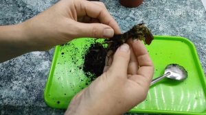 Как спасти бегонию - пробую вернуть бегонию к жизни