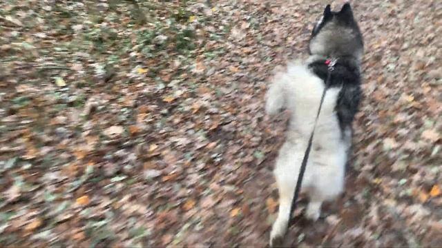 Юмор Хаски увидел белочку в лесу ржака. Посмотрите до конца ! смотреть онлайн
