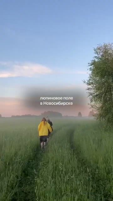 ЛЮПИНОВОЕ ПОЛЕ — расположение места в тгк wheretogonsk смотреть онлайн