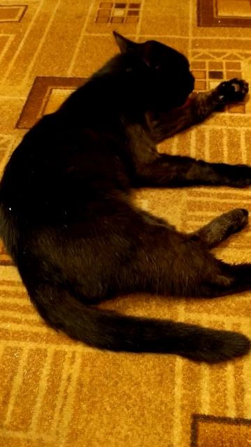 Василёк ожидает поздний ужин.😼🥩🍗🏡 смотреть онлайн