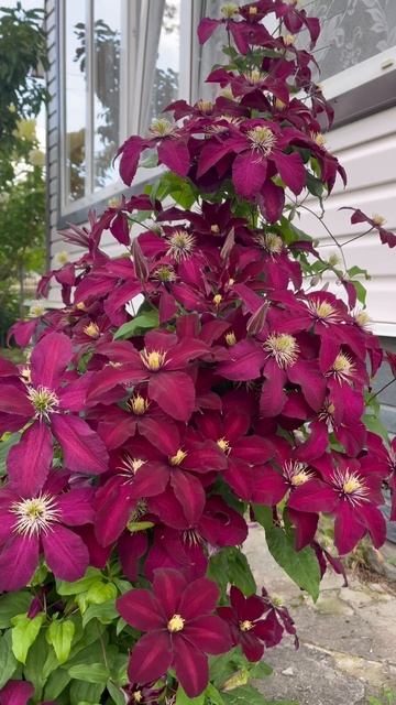 Клематис Niobe смотреть онлайн