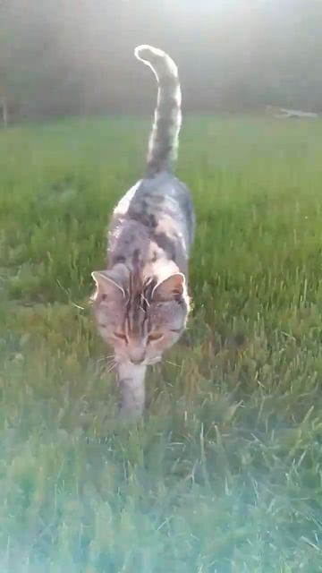 Строим мангальную зону😎 смотреть онлайн