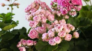 #33. Эрик Сакура Суфле - сорт пеларгонии. 23 июля 2024 года.