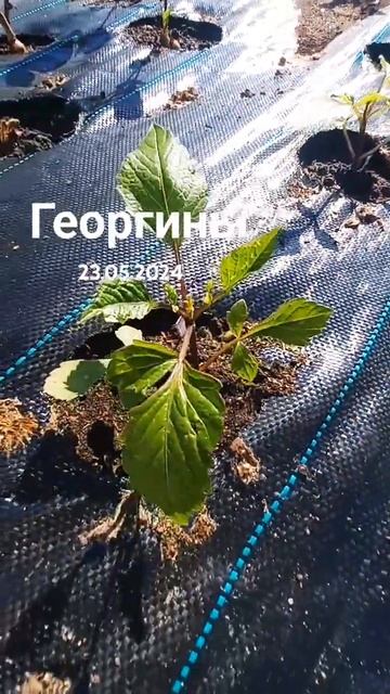 Георгин в конце мая. #георгины #цветы #flowers #выгонка смотреть онлайн
