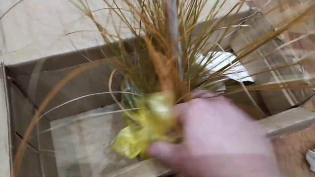 Осока Prairie Fire смотреть онлайн