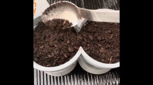 Как посадить мяту в горшки!..Огород на подоконнике!