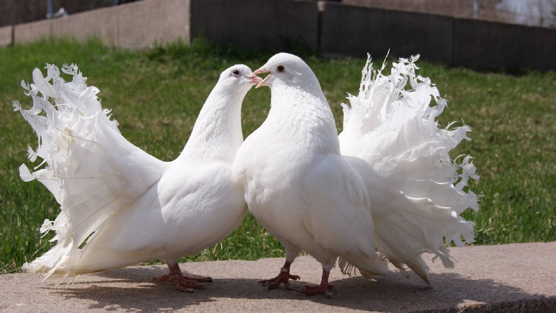 Голуби: Интересные факты про голубей смотреть онлайн