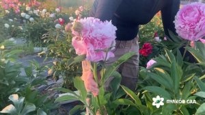 Myra Macrae peony. Мира Макрей пион. Пулков сад (2024 г)