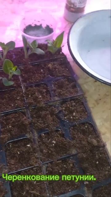 Черекую петунию. #черенкование #укоренениепетунии #пе? смотреть онлайн
