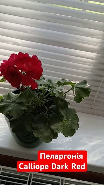 Пеларгонія Calliope Dark Red смотреть онлайн