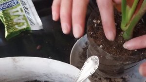 Посадка черенка антуриума в грунт