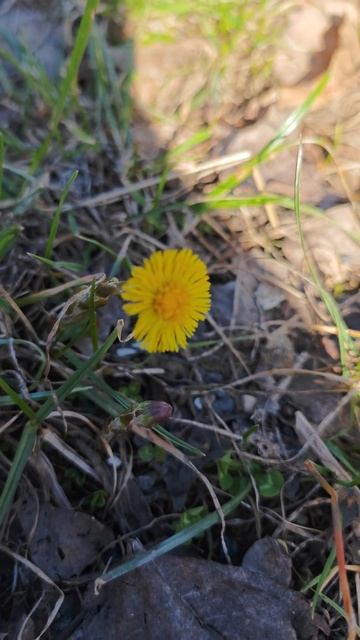 Мать-и-мачеха - вторая после подснежников🤪Coltsfoot flowers /T смотреть онлайн