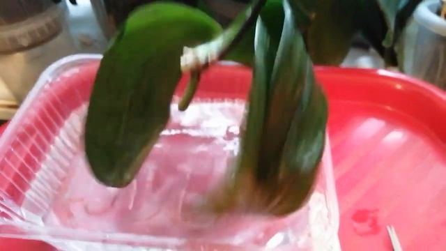 Пытаюсь спасти двух малышек Вивальди🌹🦋, будем наращ смотреть онлайн