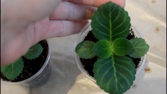 Обычная лампа или Фитолампа? Как растёт под светодиод? смотреть онлайн