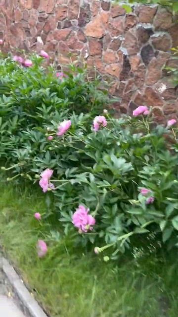 Претендуют на книгу Рекордов Гиннеса🫣моя аллея из пи смотреть онлайн