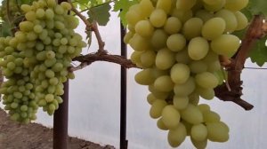 Виноград Ландыш