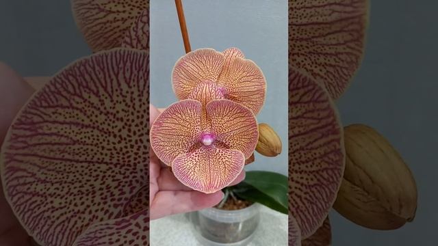 #orchid #хобби первое цветение подростка Sogo  Very  Maple ( Калей