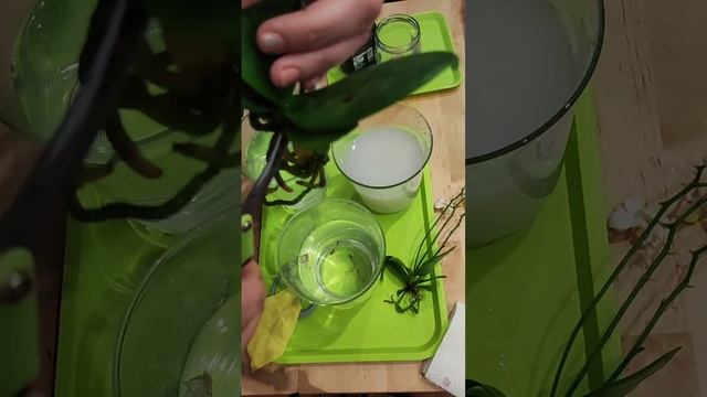 Орхидеи мини из Лидла через две недели жизни в открыто смотреть онлайн