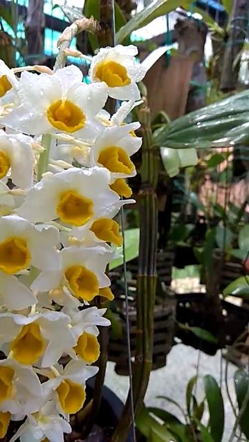 Dendrobium thyrsiflorum sp смотреть онлайн