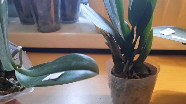 Распаковка трех азиатских орхидей с пелоричностью уц? смотреть онлайн