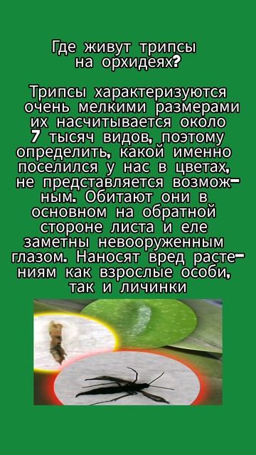 Орхидея. Радость была недолгой. Что случилось? смотреть онлайн