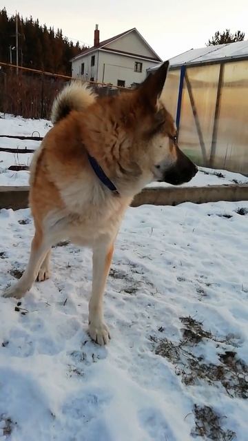 Собака {Борзик } ест снег и смотрит в даль смотреть онлайн