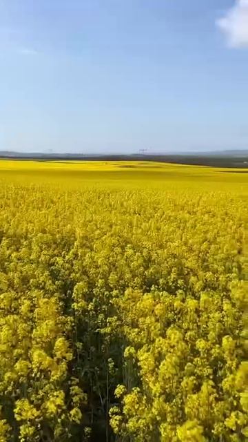 В Краснодарском крае зацвели жёлтые поля рапса!!! смотреть онлайн