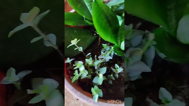 Как называется этот цветок? 🌱🌸 #загородныйдом #дача # смотреть онлайн