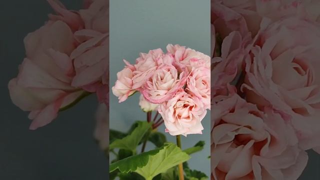 Огляд сортової пеларгонії Denise Sutarve 🌺 смотреть онлайн