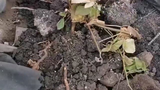 Копаем корень ежевики смотреть онлайн