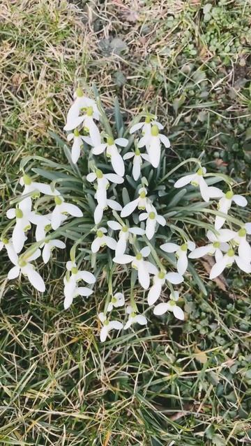 Подснежники цветут видимо клип смотреть онлайн