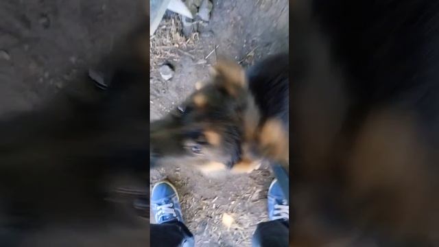 у меня есть собака! смотреть онлайн