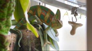 Болталка и Геннадий