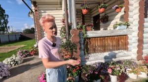 ЛОФОС ТУНБЕРГИЯ ТРАДЕСКАНЦИЯ КАК СОХРАНИТЬ ЗИМОЙ ЛОФ?