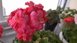 Цветущие пеларгонии. Новые сорта в моей коллекции.