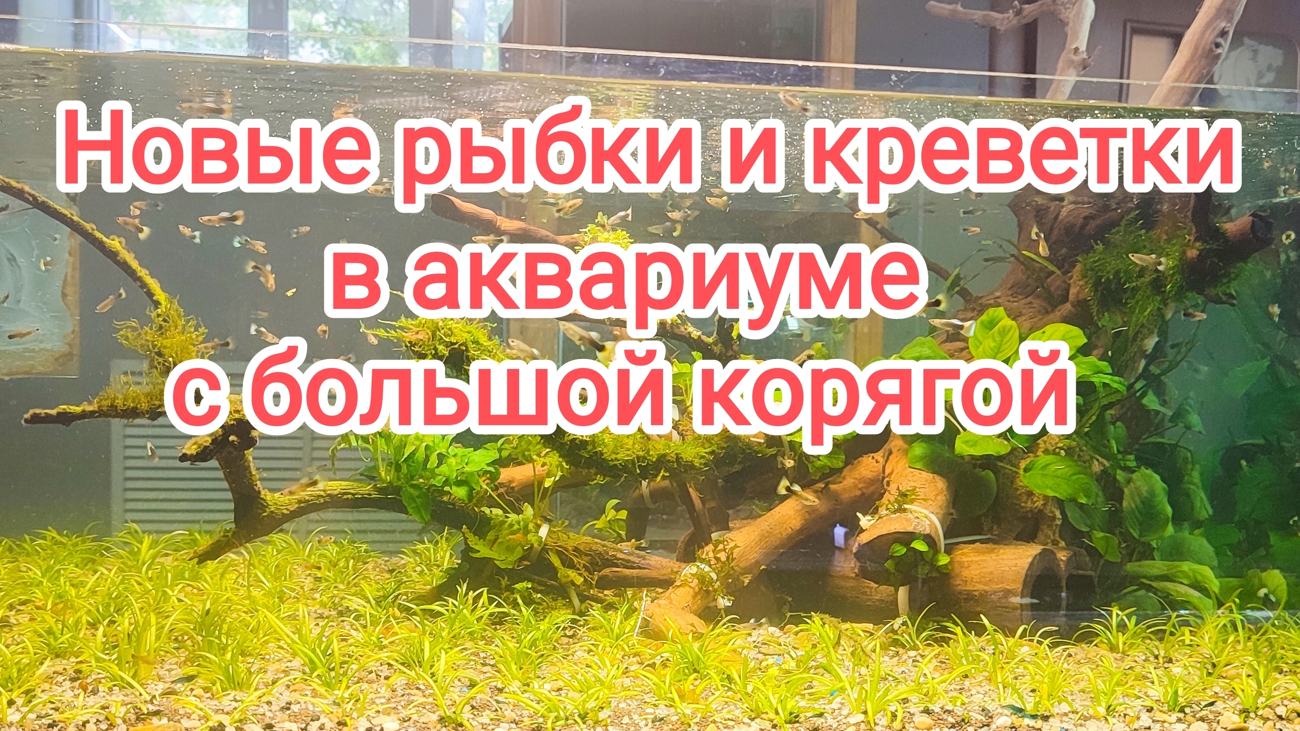 Запустил кучу рыбок и креветок в большой аквариум с корягой. смотреть онлайн