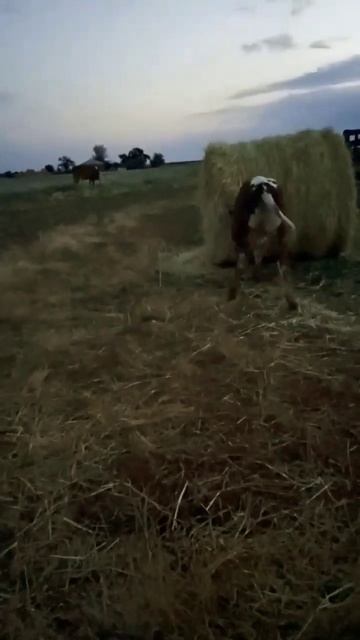 бои без правил😂 #нахуторе #животныедома #бой #боибезп смотреть онлайн