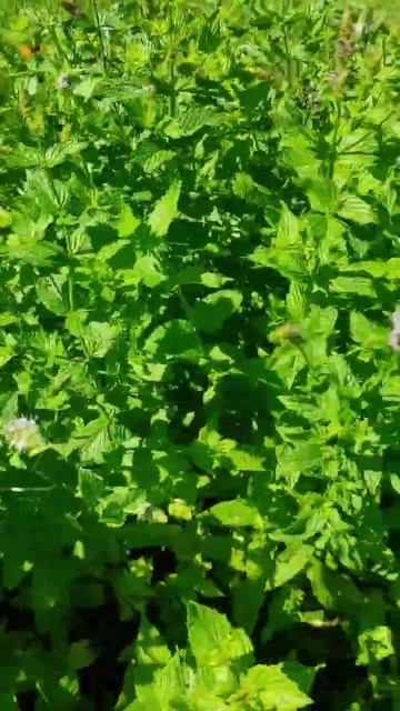 Цвіте м'ята- пора сушити. #шортс #українською #цікаве #м? смотреть онлайн