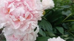 какой он, старинный пион Сара Бернар?