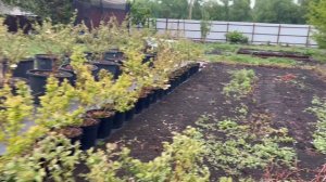 Выращивание голубики. Год после посадки