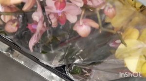Завоз молодых орхидей в Леруа Мерлен//02.10.24.//