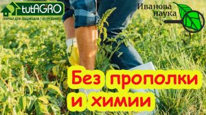 Как ЛЕГКО ИЗБАВИТЬСЯ ОТ СОРНЯКОВ НАВСЕГДА. Сныть, вьюнок, крапива, мокрица, портулак и пырей уйдут.